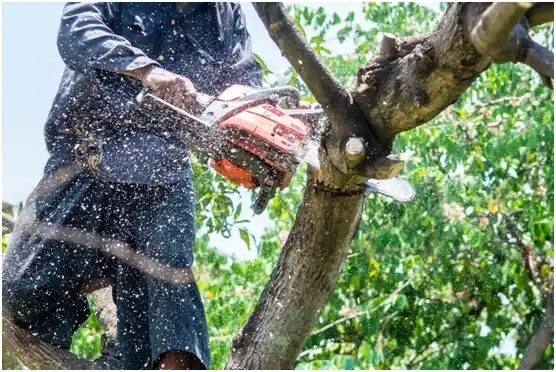 tree services Allouez